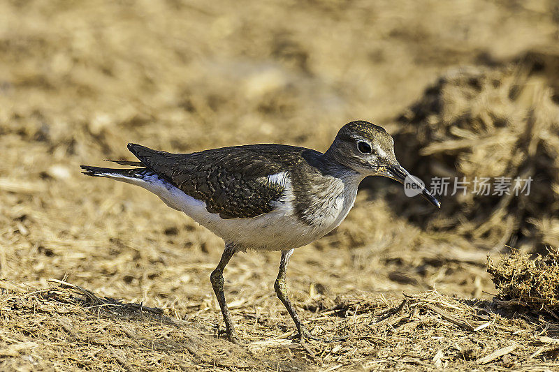 普通鹬，Actitis hypoleucos, Savute Area，丘比国家公园，博茨瓦纳，鸻形目，蜈蚣科